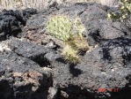 Opuntia aff engelmannii, lava flow near Carrizozo, NM