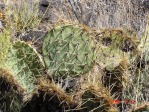 Opuntia aff engelmannii, lava flow near Carrizozo, NM