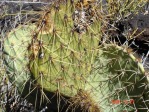 Opuntia aff engelmannii, lava flow near Carrizozo, NM