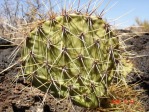 Opuntia aff engelmannii, lava flow near Carrizozo, NM