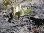 Opuntia aff engelmannii, lava flow near Carrizozo, NM