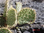 Opuntia aff engelmannii, lava flow near Carrizozo, NM