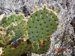 Opuntia aff engelmannii, lava flow near Carrizozo, NM