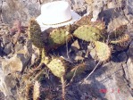 Opuntia aff engelmannii, south of Taos, NM