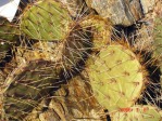 Opuntia aff engelmannii, south of Taos, NM