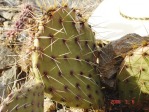 Opuntia aff engelmannii, south of Taos, NM