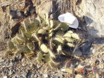 Opuntia aff engelmannii, south of Taos, NM