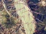 Opuntia aff engelmannii, south of Taos, NM