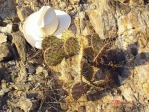 Opuntia aff engelmannii, south of Taos, NM