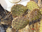 Opuntia aff engelmannii, south of Taos, NM