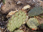 Opuntia valencia (Opuntia aff engelmannii)