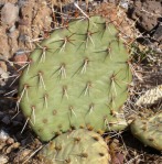 Opuntia aff engelmannii