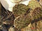 Opuntia valencia, south of Taos, south facing rock cliff, NM