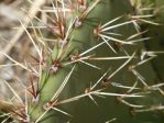 Opuntia valencia, garden plant, Nancy Hussey