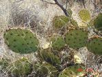 Opuntia aff engelmannii, Tremontina, NM