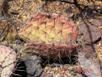 Opuntia valencia (Opuntia aff engelmannii), south of Taos, NM