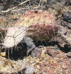 Opuntia valencia (Opuntia aff engelmannii)