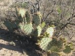 Opuntia valida, Reagan County, TX