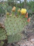 Opuntia valida-like, Tonono Chul Park, Tucson, AZ