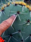 Opuntia valida-like, Kingman, AZ