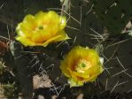 Opuntia valida-like, Wallace Desert Gardens, Scottsdale, AZ