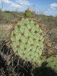 Opuntia valida, Reagan County, TX