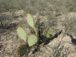 Opuntia valida, Reagan County, TX