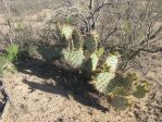 Opuntia valida, Reagan County, TX