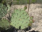 Opuntia valida, Reagan County, TX