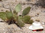 Opuntia valida, Carlsbad, NM