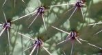 Opuntia valida, spines, Artesia, NM