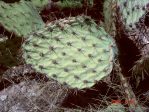 Opuntia valida, Carlsbad, NM