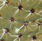 Opuntia valida, Carlsbad, NM