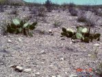 Opuntia valida, Artesia, NM