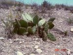 Opuntia valida, Artesia, NM