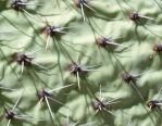 Opuntia valida, Artesia, NM