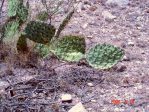 Opuntia valida, Artesia, NM