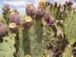 Opuntia valida