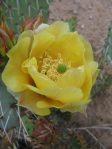 Opuntia valida