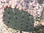 Opuntia valida