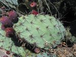 Opuntia valida