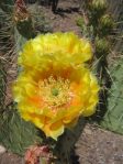 Opuntia valida flowers