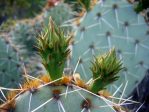 Opuntia valida