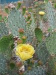 Opuntia valida