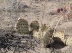 Opuntia valida, near San Ysidro, NM