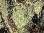 Opuntia valida-like, Kingman, AZ