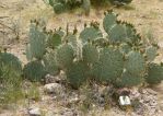 Opuntia valida, garden plant, Nancy Hussey