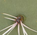 Opuntia valida spines, Nancy Hussey