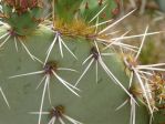 Opuntia valida, Nancy Hussey