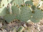 Opuntia valida, garden plant, Nancy Hussey